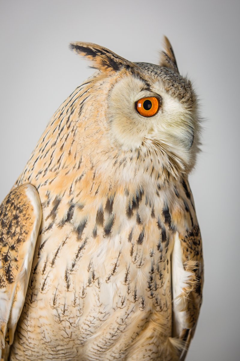 💡🦉Were you aware that today is #InternationalOwlAwarenessDay? 

Well, you are now aware👀