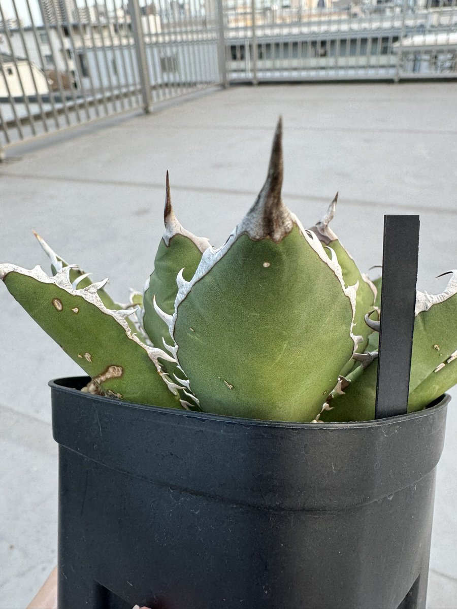 turtleplants's tweet photo. オアハカと違ってウリエルは鋸歯が基本強くなるから育成が上手くなったように錯覚するがそんなことはない

pic.1,3下葉→pic2,4新しい葉っぱ https://t.co/GwuV9ax2kv