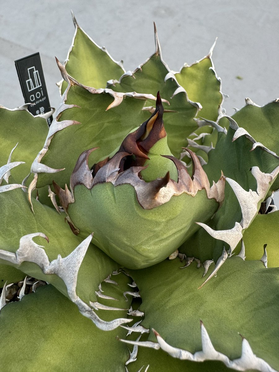 turtleplants's tweet photo. オアハカと違ってウリエルは鋸歯が基本強くなるから育成が上手くなったように錯覚するがそんなことはない

pic.1,3下葉→pic2,4新しい葉っぱ https://t.co/GwuV9ax2kv