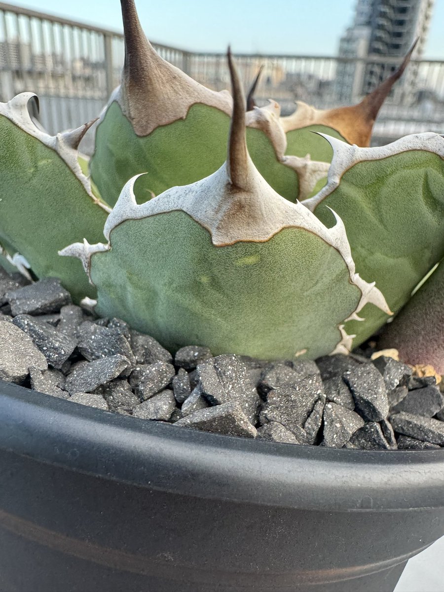 turtleplants's tweet photo. オアハカと違ってウリエルは鋸歯が基本強くなるから育成が上手くなったように錯覚するがそんなことはない

pic.1,3下葉→pic2,4新しい葉っぱ https://t.co/GwuV9ax2kv