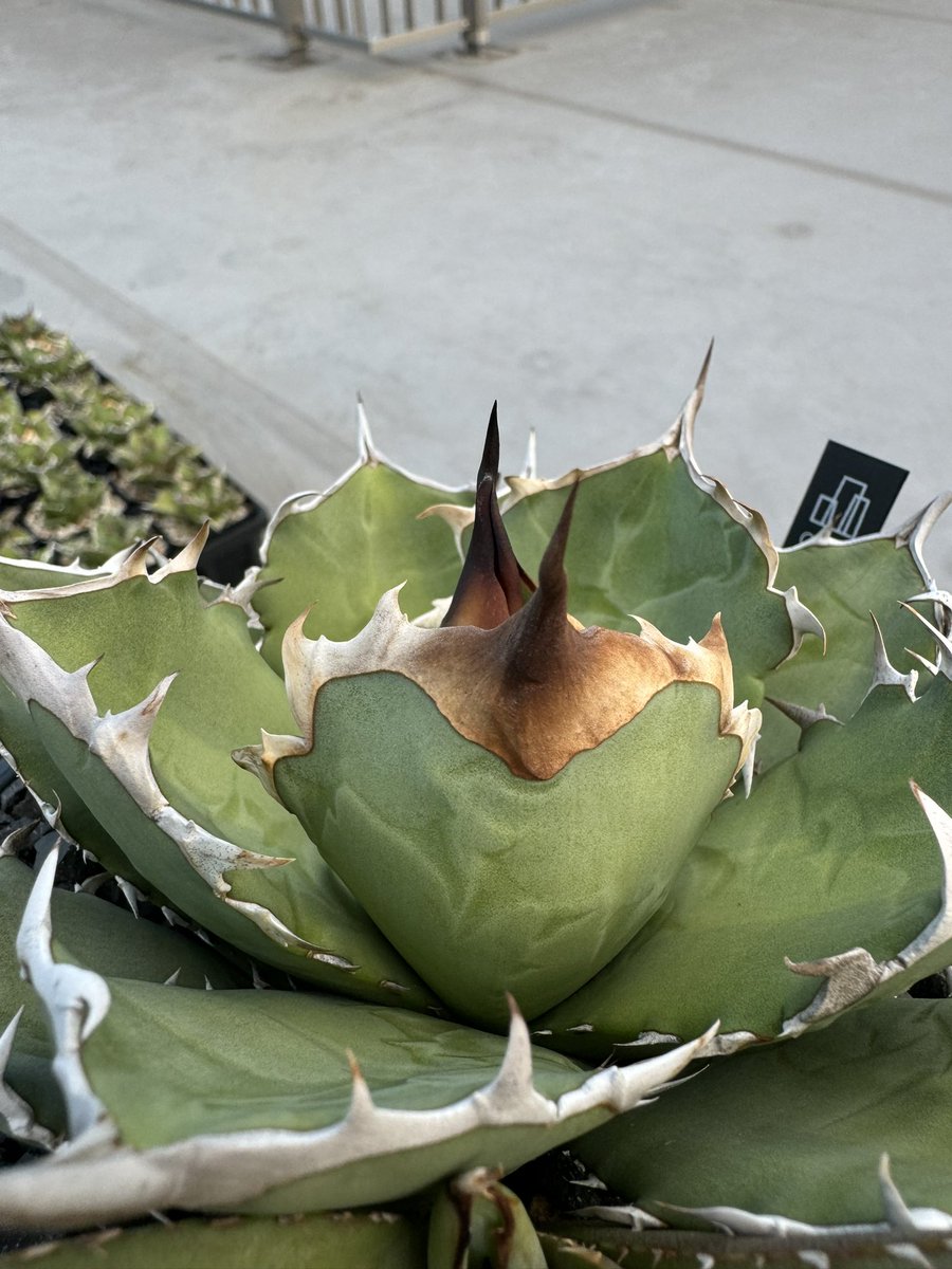 turtleplants's tweet photo. オアハカと違ってウリエルは鋸歯が基本強くなるから育成が上手くなったように錯覚するがそんなことはない

pic.1,3下葉→pic2,4新しい葉っぱ https://t.co/GwuV9ax2kv
