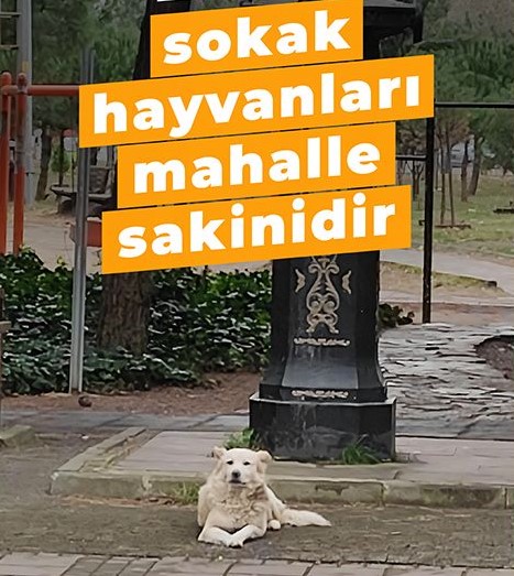 Onlar sokak çocuklarıdır kentlerin..