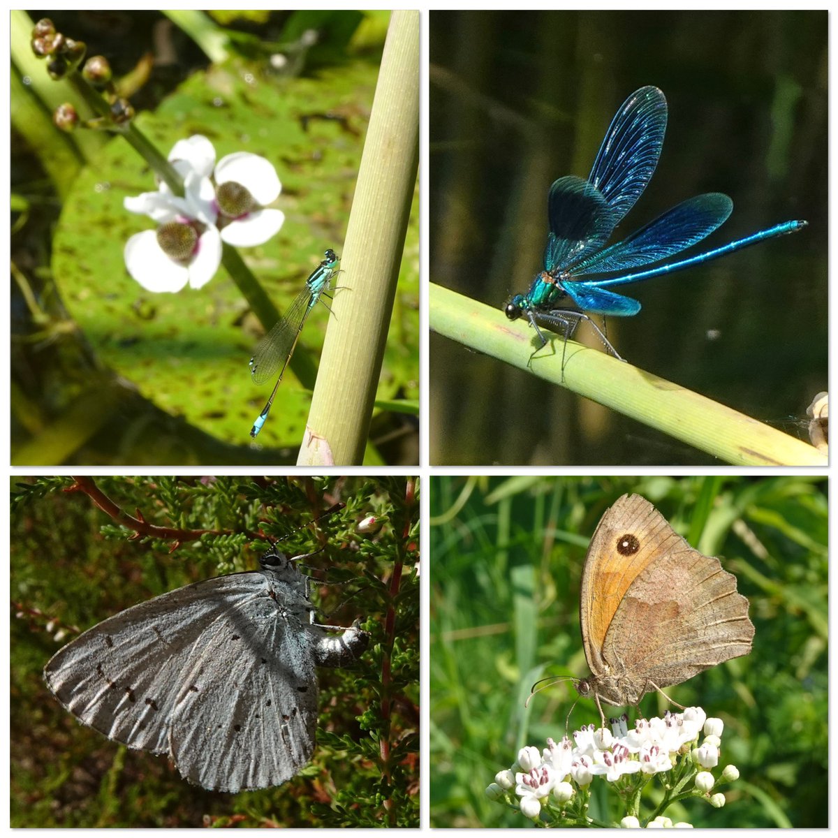 MiekePet's tweet image. Zomergefladder 🥰
#lantaarntje #weidebeekjuffer #boomblauwtje #bruinzandoogje