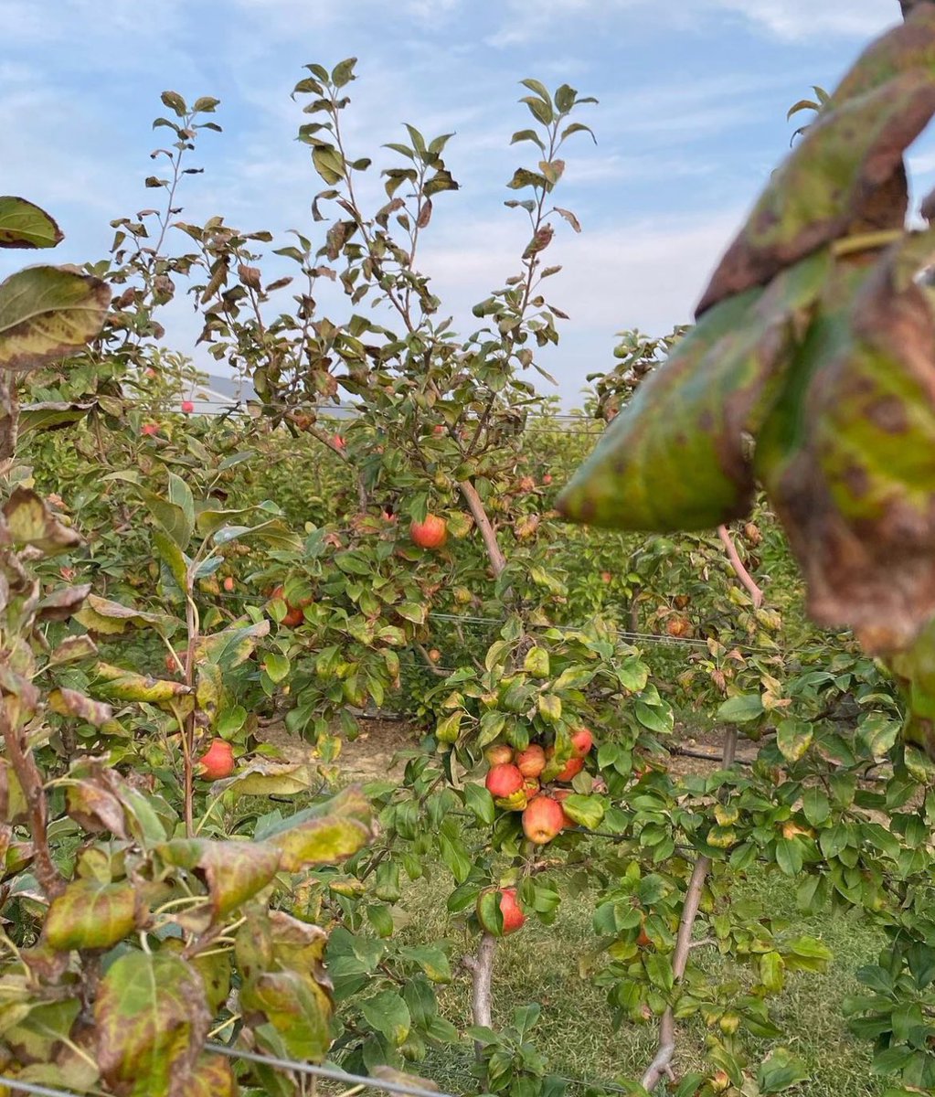 Fav things to do on my Sunday🌸