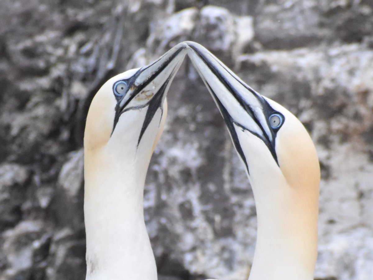 canmuixons's tweet photo. El #Mascarell es llença en picat en velocitats que poden arribar a 100km sobre el mar per pescar peixos. Bass rock és la colònia més gran del món amb més de 150 mil exemplars. D’aquesta illa en té el seu nom científic “Morus bassanus”#ocells #birdwatching #birds #mascarell https://t.co/ncwSPpSimT