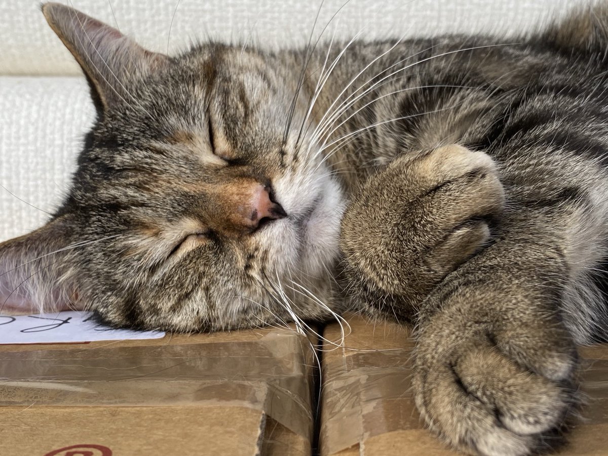 PickliciousF's tweet photo. Apparently we had a break in last night! They knocked the lid off my dry food tin &amp; stole some of the contents! Aaagh, no mummy!!! You can’t X-Ray my tummy!!!! I’m snoozling! I had a busy night. And I’m very full for some reason. I’m saying nothing. https://t.co/OrsqEbM59H