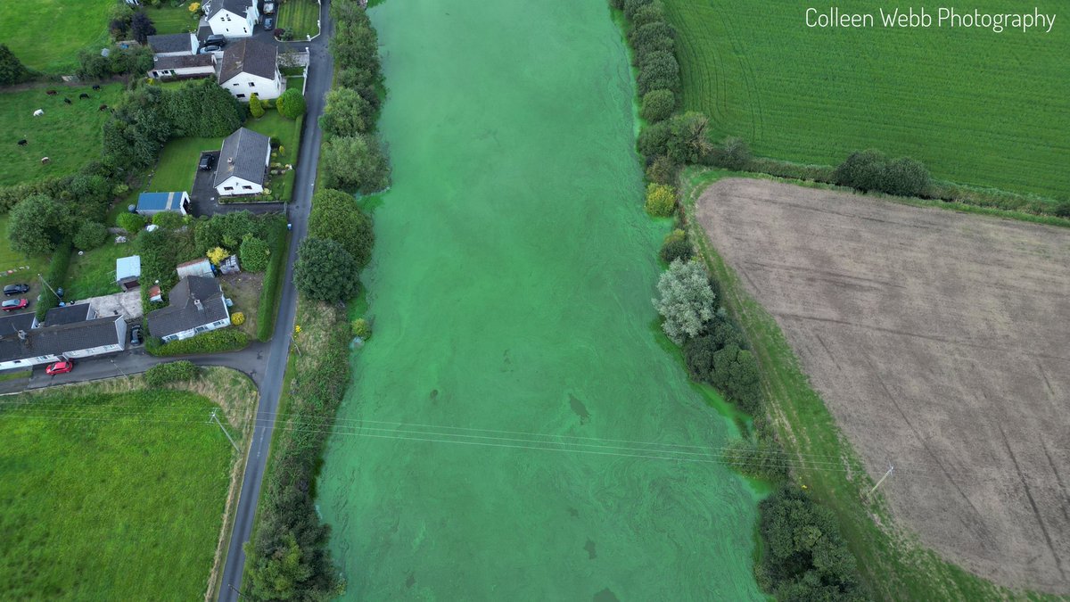 Colleen Webb (@colleenwebb0) on Twitter photo The blue green algae taken from Toome. I did not realise how bad it was until I put my drone up. 😥
<a href="/BBCNewsNI/">BBC News NI</a> <a href="/utv/">UTV</a> <a href="/barrabest/">Barra Best</a> The blue green algae taken from Toome. I did not realise how bad it was until I put my drone up. 😥
<a href="/BBCNewsNI/">BBC News NI</a> <a href="/utv/">UTV</a> <a href="/barrabest/">Barra Best</a>