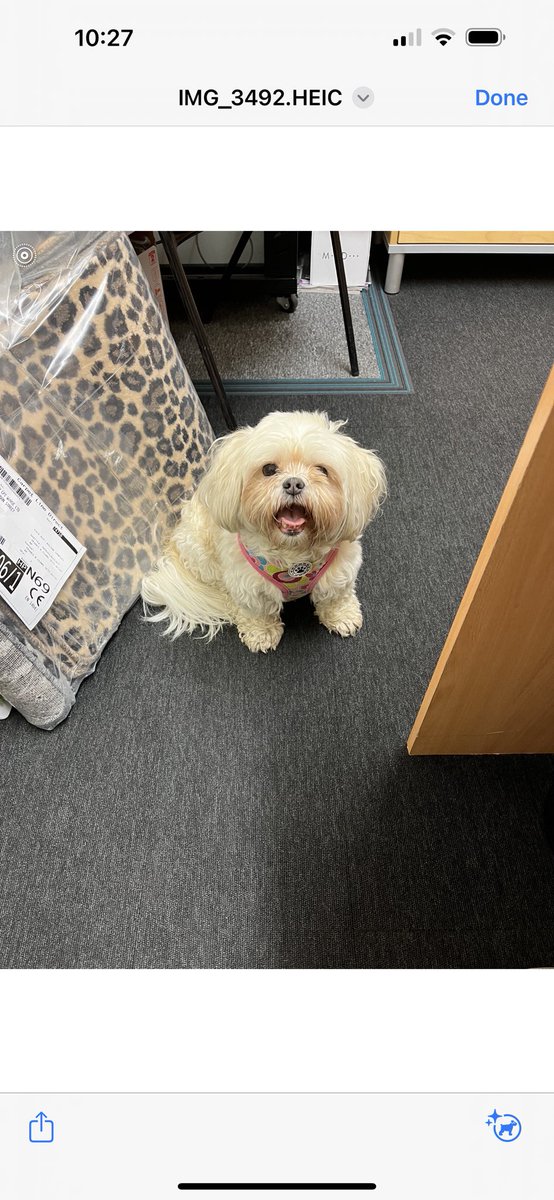 cethomson1's tweet photo. @kirsty_kittens @saa1888 We have carpet!! 😂😂😂 https://t.co/VnTiGrdRu6