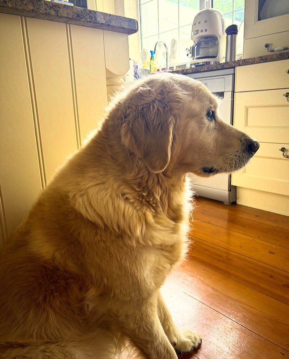 mandevillish's tweet photo. Crumb watch on duty !
#everymove #I’ll be watching you 😂❤️ https://t.co/gGtUGJyOSr