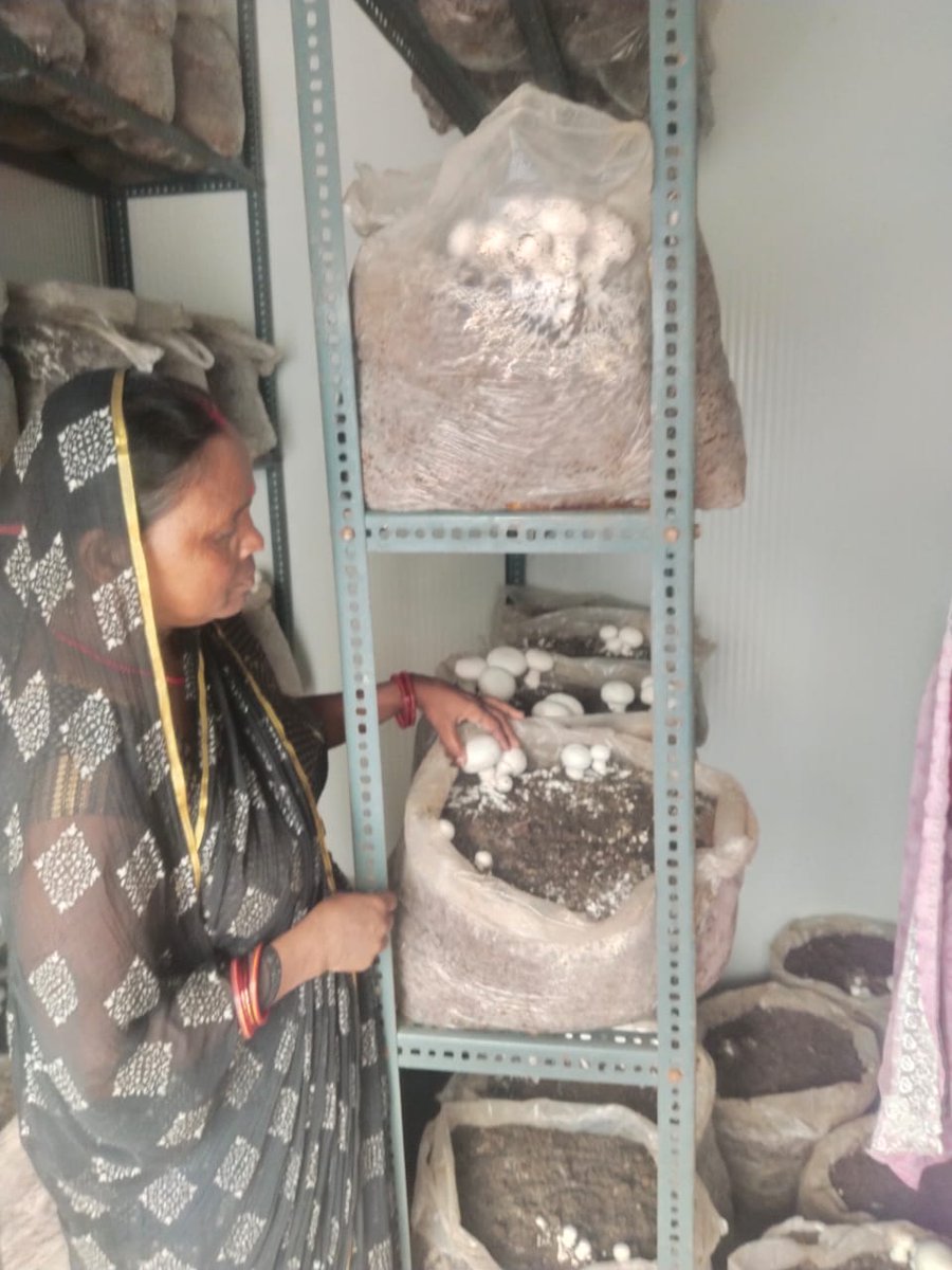 RudraFoundatio1's tweet photo. Farming of Button Mushroom Production in Solar Cold Room by Women Farmers of New Fresh Basket FPCL,Gandey after MEDP Training Conducted by @RudraFoundatio1 and Supported by Nabard.
 Solar Cold Room installed under @AgriInfraFund with financial support of @SELCOFoundation https://t.co/nngMAhdd1E