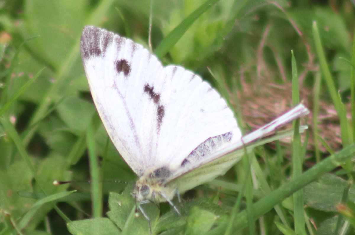 Scobbert's tweet photo. Last day of #BigButterflyCount @savebutterflies @Natures_Voice @BBCSpringwatch @BBCWthrWatchers my regular daily visitors #Peacock #Gatekeeper #Comma #SmallWhite still a few hours left for a stranger to pay a visit! https://t.co/FJ7wbq2Sax