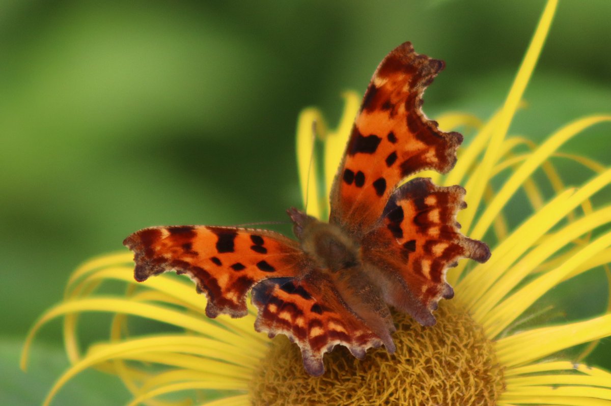 Scobbert's tweet photo. Last day of #BigButterflyCount @savebutterflies @Natures_Voice @BBCSpringwatch @BBCWthrWatchers my regular daily visitors #Peacock #Gatekeeper #Comma #SmallWhite still a few hours left for a stranger to pay a visit! https://t.co/FJ7wbq2Sax