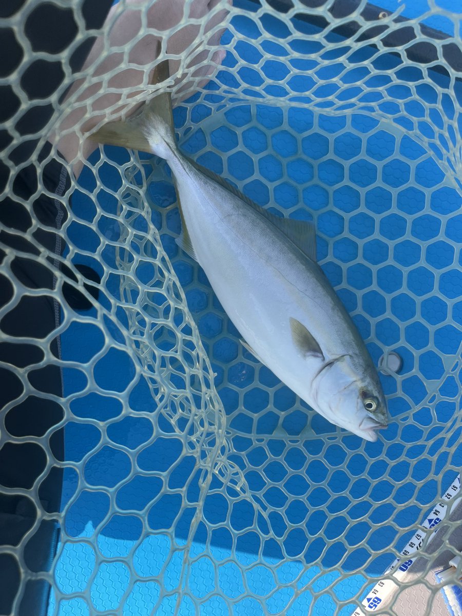 fisherman1209's tweet photo. 内房SUPフィッシング
ワカシ① イナダ②
今年初の青物‼︎
イナダサイズの引きが楽しい👍
#supフィッシング 
#sic 
#内房 https://t.co/3DDGEAkgCH