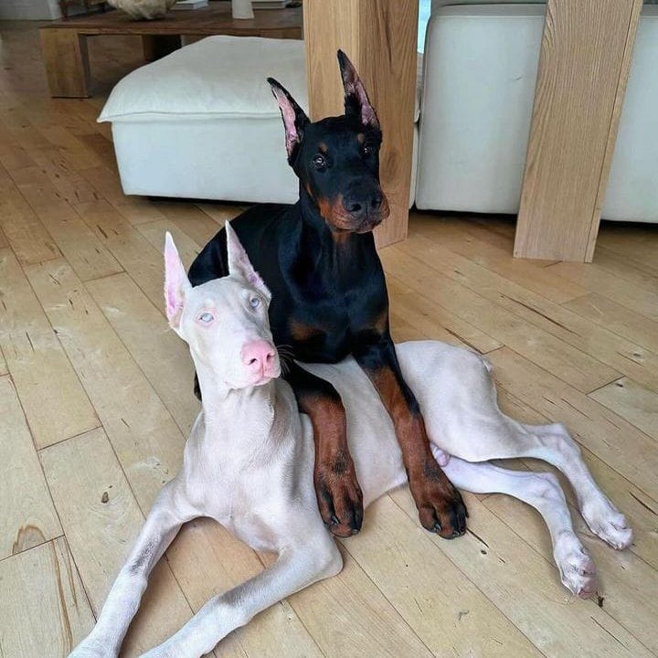 Doberman