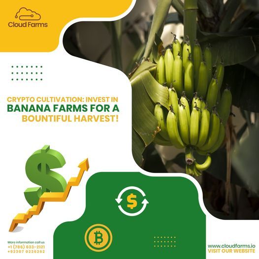 cloudfarms_io's tweet photo. Profitable Investment with https://t.co/yeV5uoKIev

Join https://t.co/yeV5uoKIev and lease up to 700 acres of prime farmland for a year. Invest in Banana Farm 2024 and enjoy future cash flows https://t.co/znaw0AUGdg