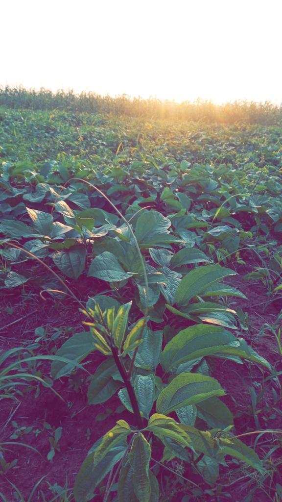 Chukwunonso (Farmer) tweet media