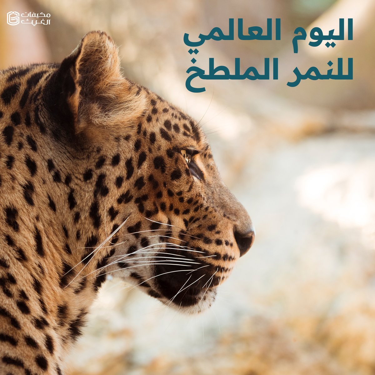 alghaithea's tweet photo. يتم الاحتفال #باليوم_العالمي_للنمر_الملطخ 
International_Clouded_Leopard_Day#
 في 4 أغسطس من كل عام. يتم الاحتفال به لزيادة الوعي بواحد من أجمل أنواع الحيوانات المهددة بالانقراض - النمر الملطخ- في محاولة لتحسين أعدادهم في الأسر وفي البرية https://t.co/2qLWjxyraU
