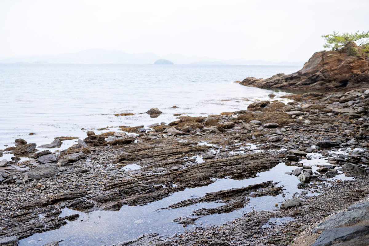 ことぐらし tweet media