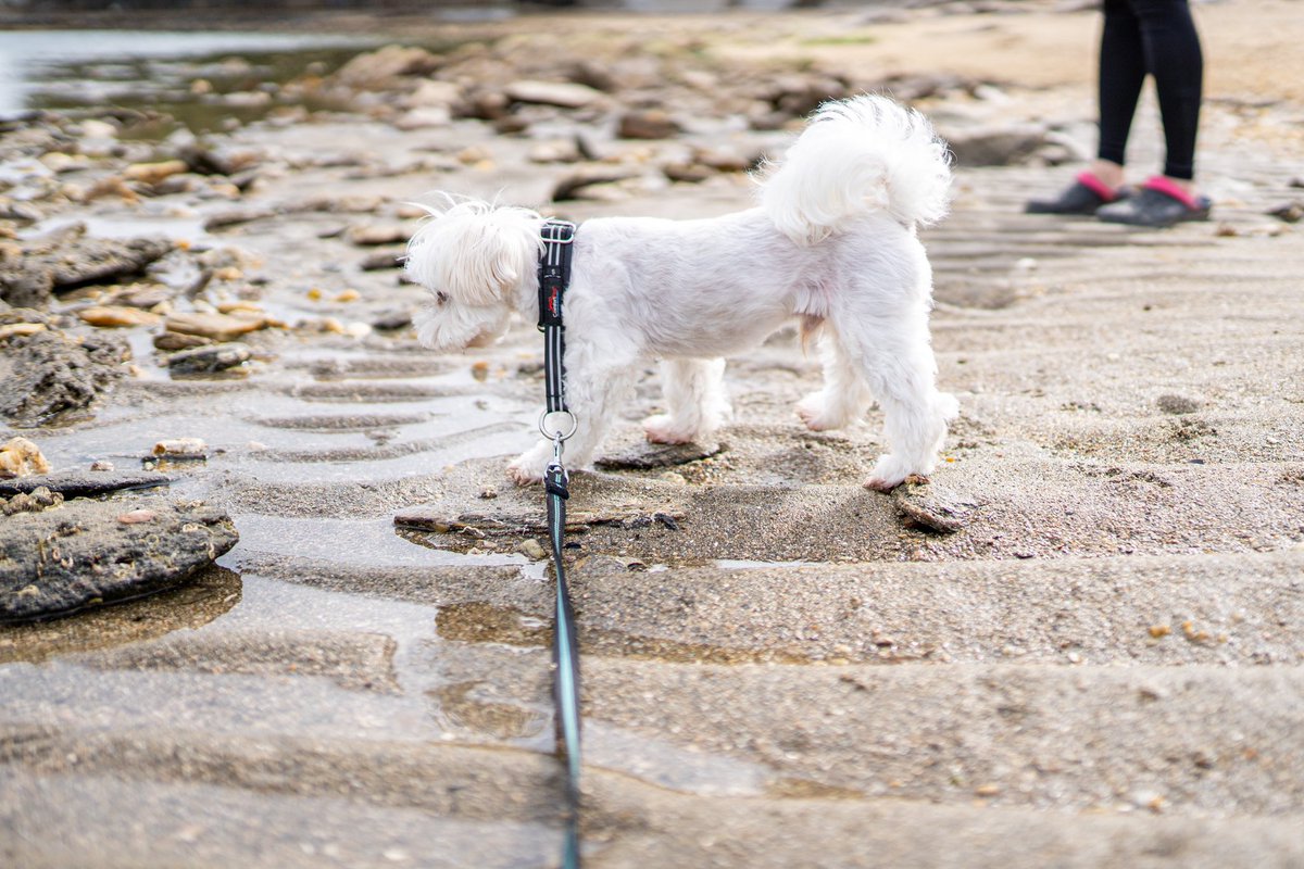 ことぐらし tweet media