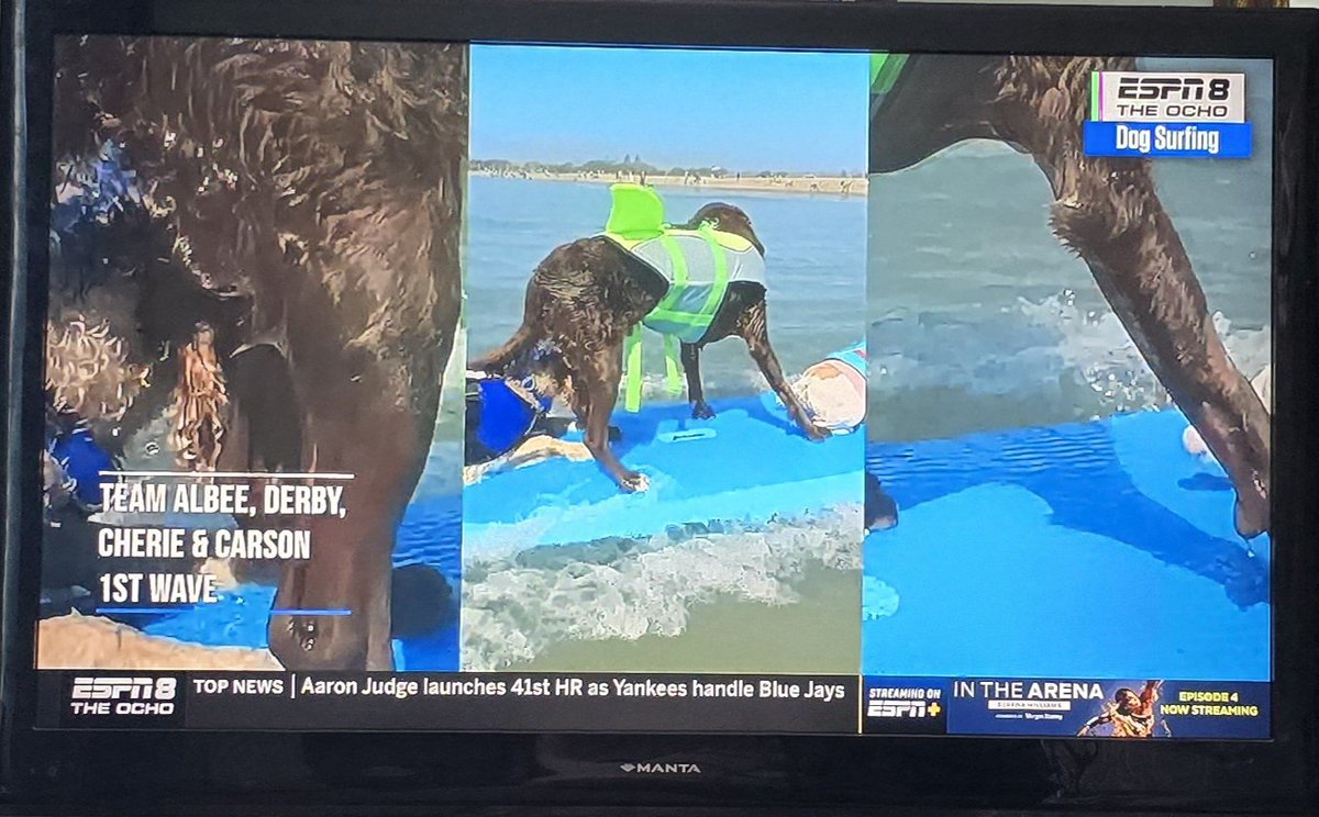 Proof that the yanks really will watch anything!! Dog surfing championships