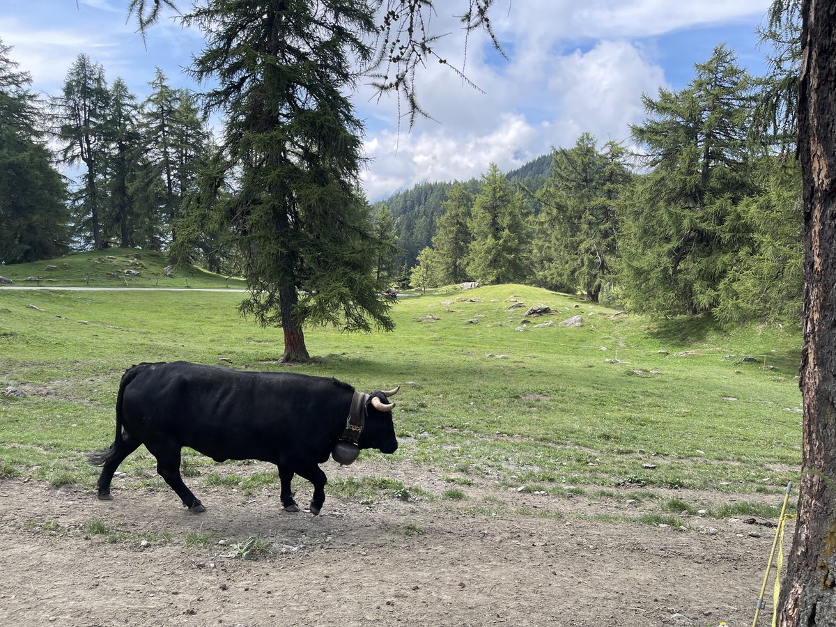 Swiss_Cathy's tweet photo. Rendre visite à la jeune Dame. ⛰️🐮🥰

#Bacchanale #maReine #mavache 
#alpage #Lein #ColduLein #Vollèges
#Valais 

PS : @fraugui c’est une croûte au fromage d’alpage complète, donc avec du jambon et un oeuf 😋 https://t.co/yDR7RLRkAE
