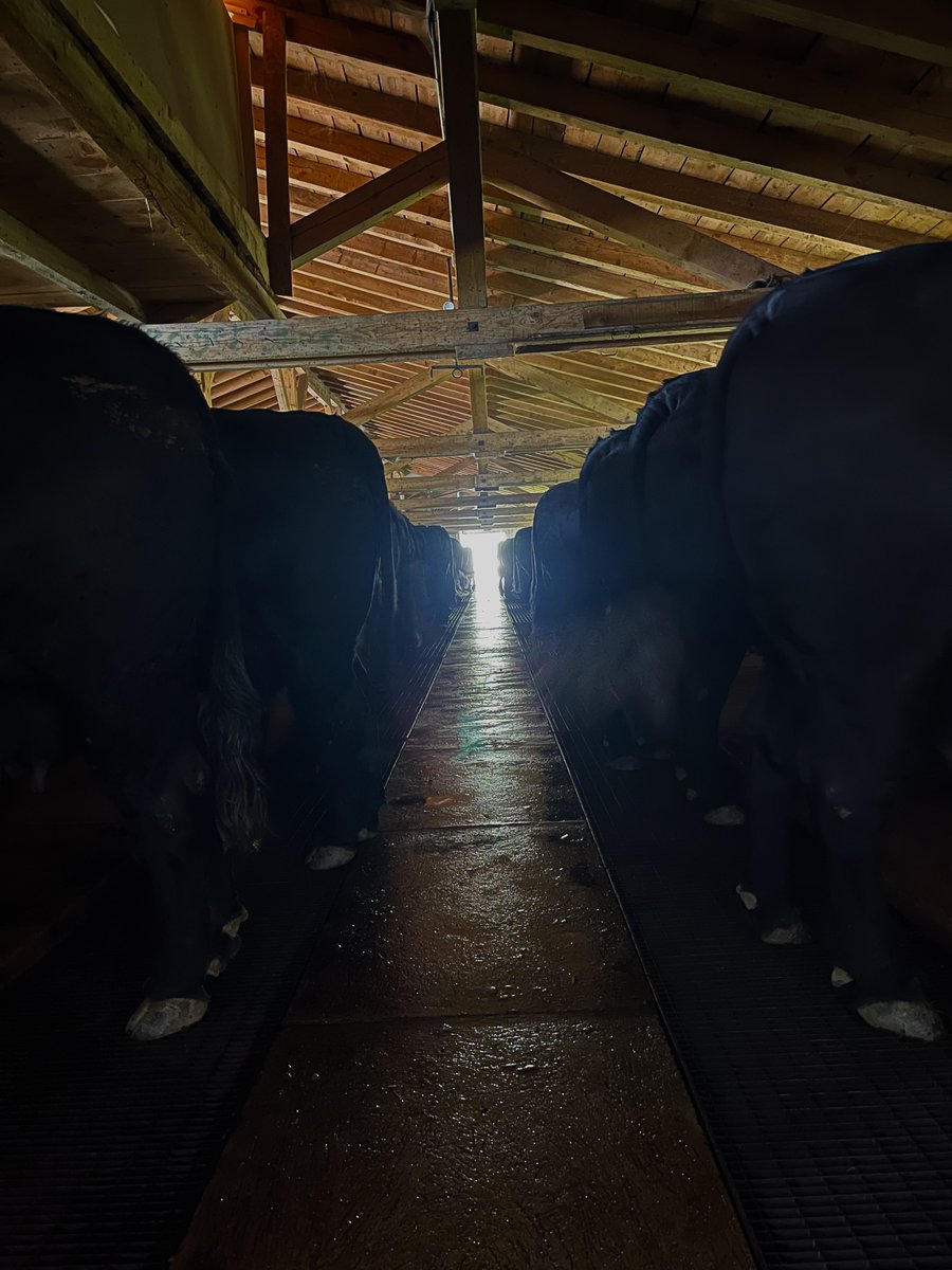 Swiss_Cathy's tweet photo. Rendre visite à la jeune Dame. ⛰️🐮🥰

#Bacchanale #maReine #mavache 
#alpage #Lein #ColduLein #Vollèges
#Valais 

PS : @fraugui c’est une croûte au fromage d’alpage complète, donc avec du jambon et un oeuf 😋 https://t.co/yDR7RLRkAE
