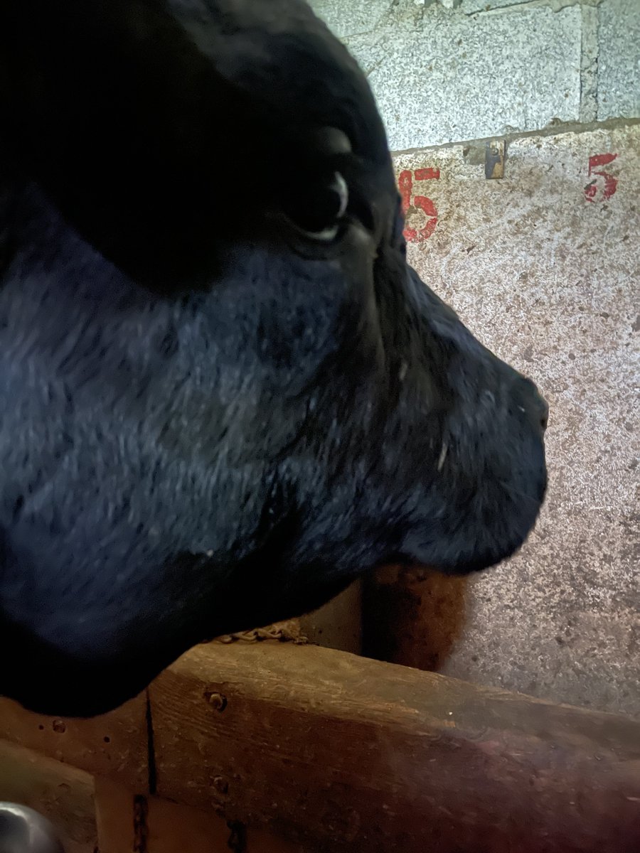 Swiss_Cathy's tweet photo. Rendre visite à la jeune Dame. ⛰️🐮🥰

#Bacchanale #maReine #mavache 
#alpage #Lein #ColduLein #Vollèges
#Valais 

PS : @fraugui c’est une croûte au fromage d’alpage complète, donc avec du jambon et un oeuf 😋 https://t.co/yDR7RLRkAE