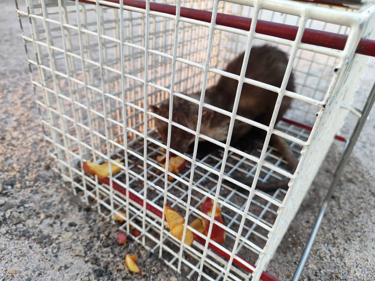 GVAbforestals's tweet photo. 🦫Los animales son víctimas también de los incendios forestales. 

Encontramos desorientado en la carretera a un hurón con quemaduras que escapaba del fuego en el #IFBenasau. 

Junto a compañeros del @BomberosDipuALC logramos rescatar al animalito y lo tuvimos en el PMA alimentándolo y cuidándolo hasta que se hicieron cargo de él.