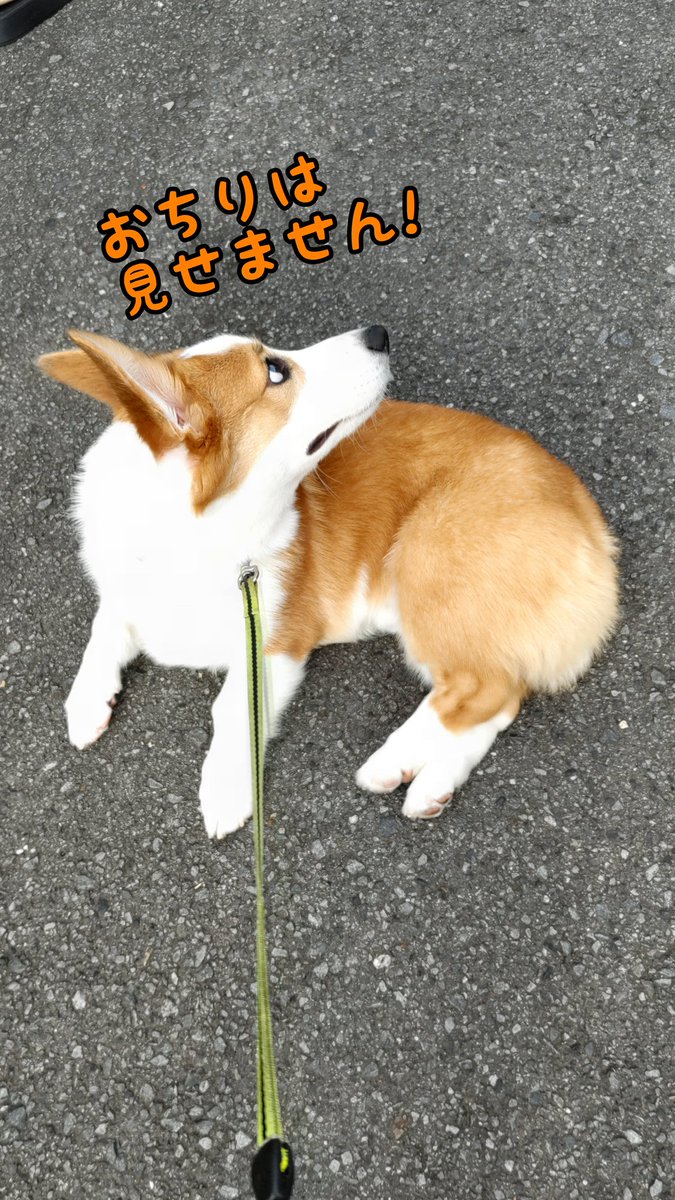 go751's tweet photo. @ZEST99638447 まだまだモデルコーギーにはなれないカイト君ですｗ😁 https://t.co/C417lPEEoX