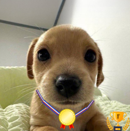 billyonether's tweet photo. gold medal billy https://t.co/AlbQHlzkXU