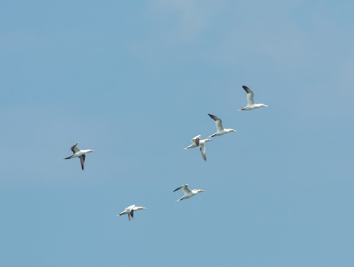 RonFirby's tweet photo. @teesbirds1  Friday at the Headland Distant Scoters(I think) and about a dozen Gannets a bit closer in. https://t.co/rn1JfaNTRU