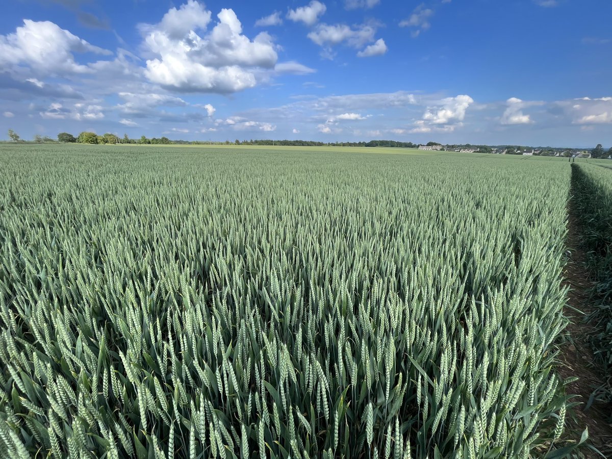 franklins_Ag's tweet image. How it started, how it looked, how it finished! #happywiththat #harvest2024 #cotswolds @KWSUKLtd @gaff1wiz