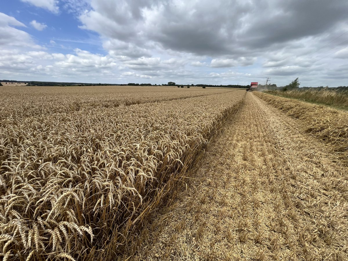 franklins_Ag's tweet image. How it started, how it looked, how it finished! #happywiththat #harvest2024 #cotswolds @KWSUKLtd @gaff1wiz