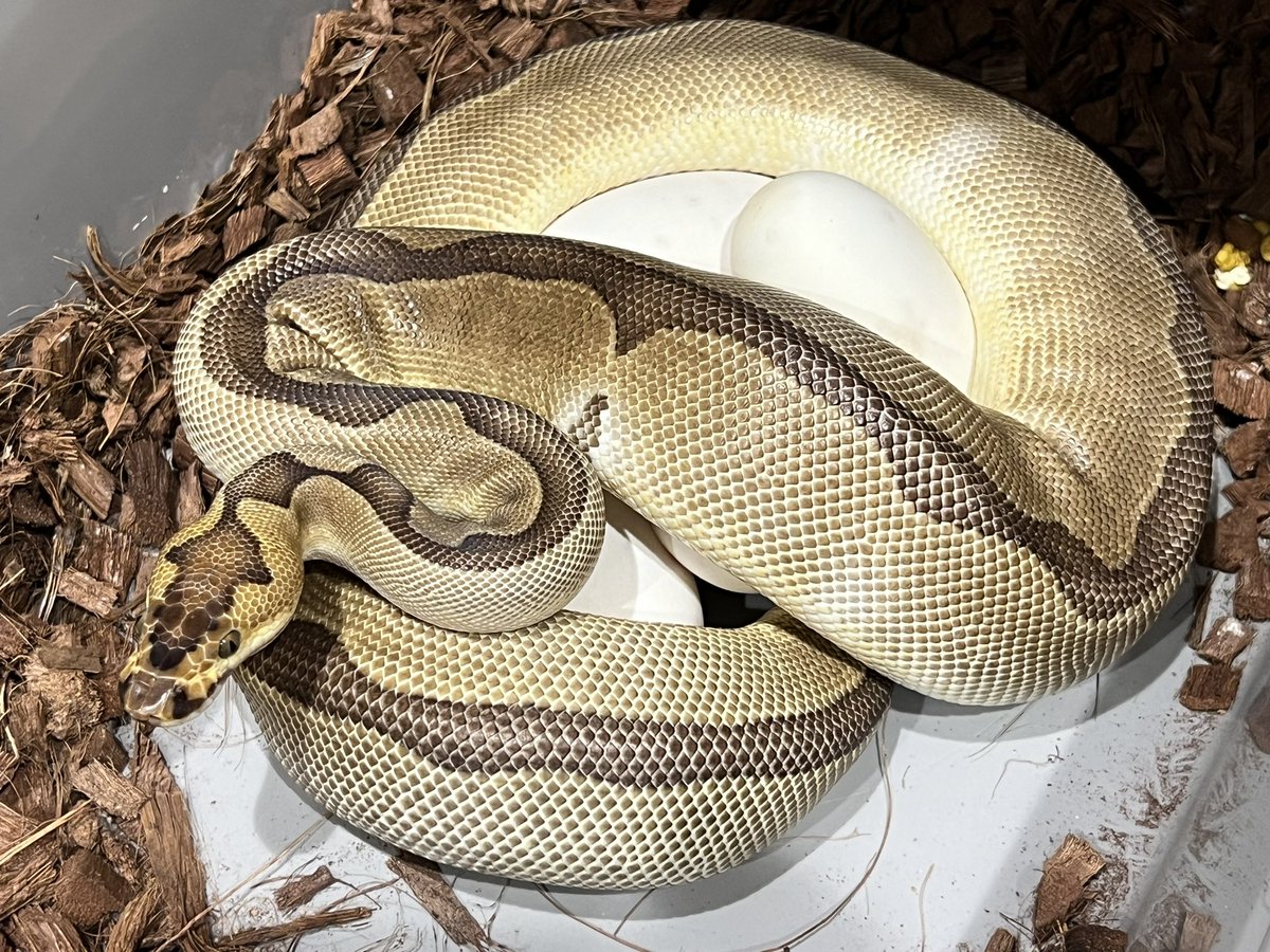 CMAIN_MORPHS's tweet photo. Pastel leopard DG het clown/cryptic. × enchi clown pos blade

5 big egg.

#ballpython #ballpythons
#ballpythonclown #ballpythonmorph #ballpythonmorphs #ballpythonbreed #ballpythonbreeder  #ballpythonbreeding #clownproject
#繁殖個体販売　
https://t.co/tMluWRLIau https://t.co/Se9vG7jxey