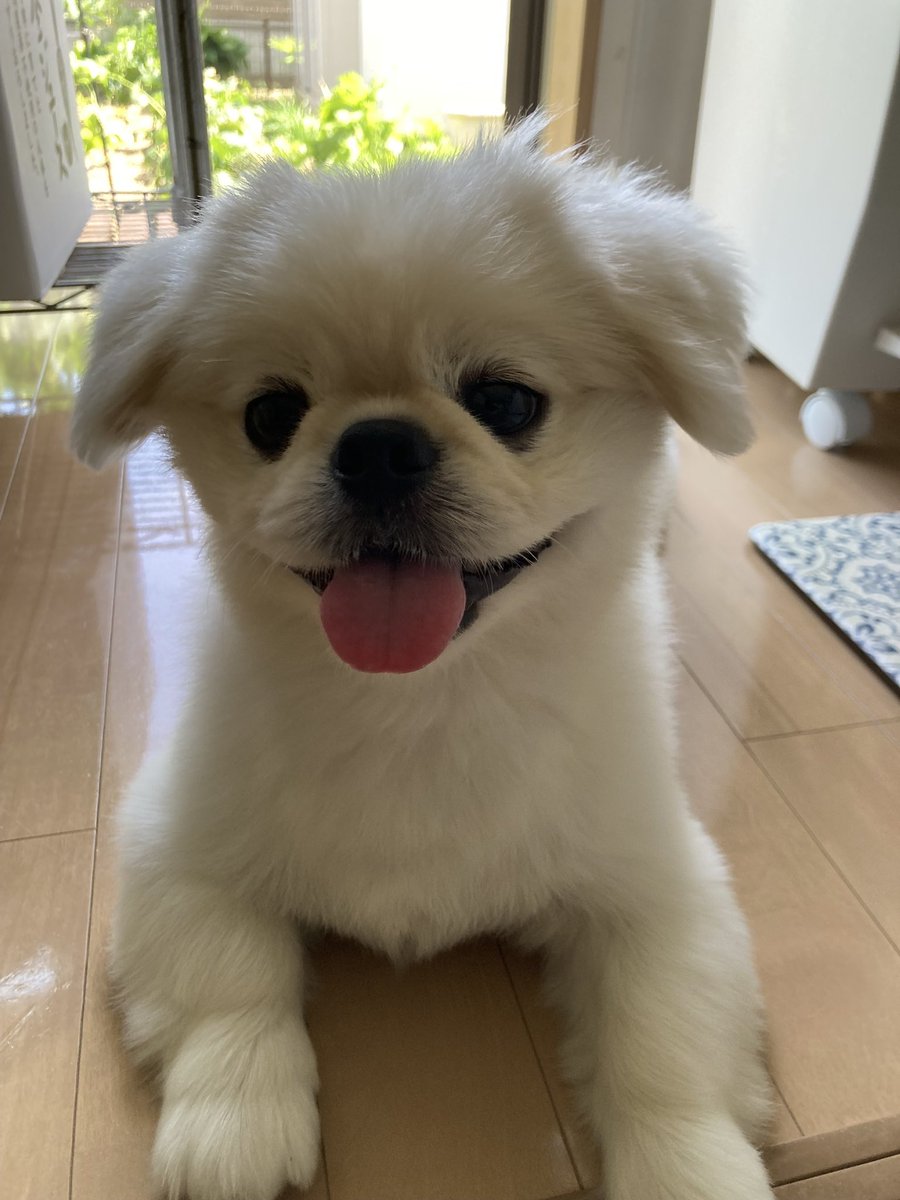 ruapple82's tweet photo. 去年末から今年途中だけど。。色々あった年になりました。
相方のガン。私の子宮摘出。父の急死。愛犬のお迎え。
入院先の病院は理解がある所で良かった。
看護師さんと女医さんが素敵だった笑 https://t.co/QHCFvkef7m