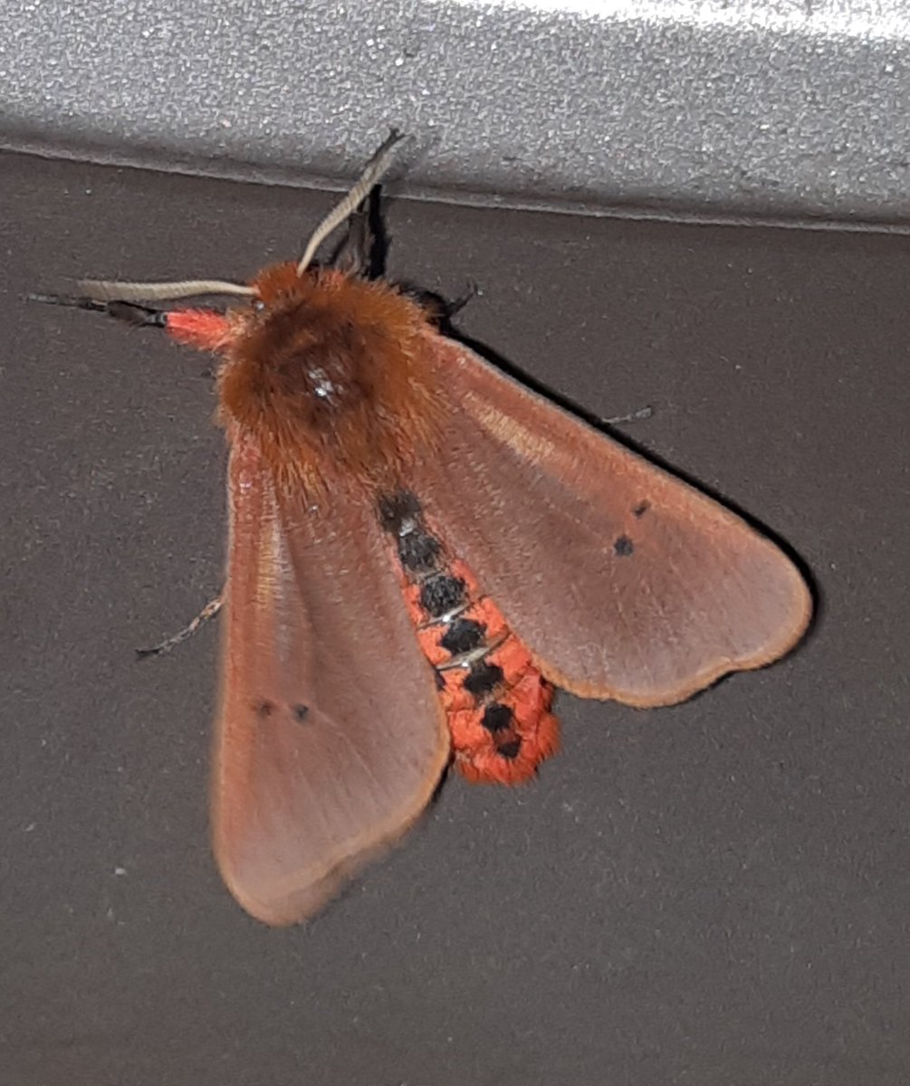Brian Hedley (@manfrommarton) on Twitter photo Away day (night) with moth trap (actinic lamp) for 3 hours to <a href="/NatureSaxilby/">Saxilby Nature Project</a> Ingleby Clay NR last night. c110 moths of 31spp incl. Chilo phragmitella, Magpie, Orange Footman + many Cochlimorpha straminea and Ruby Tigers <a href="/LincsNaturalist/">LNU</a> <a href="/LincsWildlife/">Lincs Wildlife Trust</a> <a href="/savebutterflies/">Butterfly Conservation 🦋</a> Away day (night) with moth trap (actinic lamp) for 3 hours to <a href="/NatureSaxilby/">Saxilby Nature Project</a> Ingleby Clay NR last night. c110 moths of 31spp incl. Chilo phragmitella, Magpie, Orange Footman + many Cochlimorpha straminea and Ruby Tigers <a href="/LincsNaturalist/">LNU</a> <a href="/LincsWildlife/">Lincs Wildlife Trust</a> <a href="/savebutterflies/">Butterfly Conservation 🦋</a>