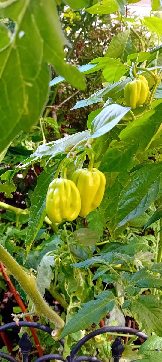 Hmmm, tror jag glömt vad jag planterade ute och var.. så två sorters habanero å nån av dem är det, tur att Carolina Reaper'n fortfarande blommar så man inte får en överraskning i matlagningen när man tagit fel 🙂