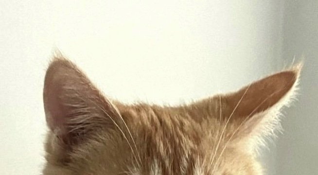 KDora1992's tweet image. 