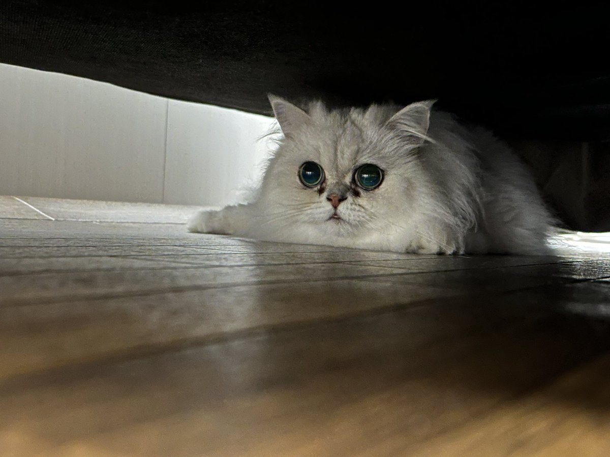 ソファの下に入り込んだくーの写真撮ったらめっちゃかわいかった(^^)

これかわいいなー！

#猫のいる暮し #ねこのいる生活　#チンチラシルバー
