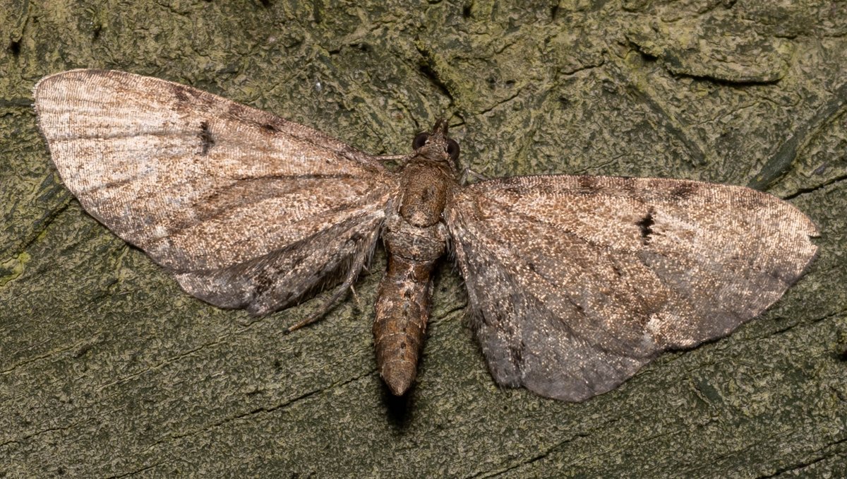 entomolojosh's tweet photo. The temp dropped from its usual unbearable highs to just 12C & so no.s were not too high with just 35/23, but I won't complain due to the 9 NFYs and 1 NFR! Seeing all the #moths in this new transparent #MothTrap was also quite cool!
#entomology #insects #mothsmatter #vc13 https://t.co/Sah90hrVZa