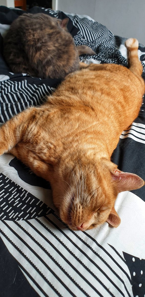 VeganBigBro's tweet photo. It's #CatchUpSunday here, as the cats and us catching up with cuddles and shared naps.
#Cats #CatsAreFamily #CatsLover #CatsofTwittter #AdoptDontShop https://t.co/PLQpFXHFVI