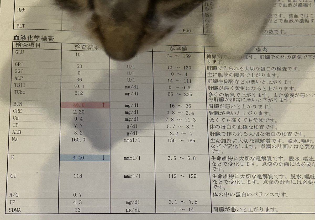 昨日4回目のSUBシステム洗浄と定期検査でした。数値に大きな変化はなく安定しています✨個人的にはSDMAが13に下がって嬉しかったのと体重が3.4kgまで増えていました😆お会計は今までで1番高く53900円ほどでした🥲(1ヶ月分の薬点滴代込み)8月もまぐの為に休まず働きます😌皆さんいつもありがとです✨