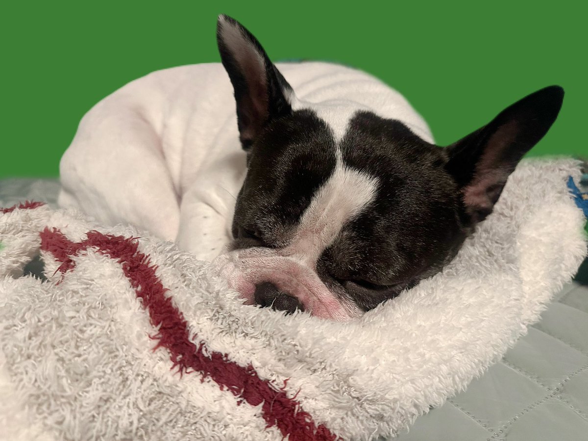 ジェラートピケ フレンチブルドッグ ブランケット SLEEPING DOG