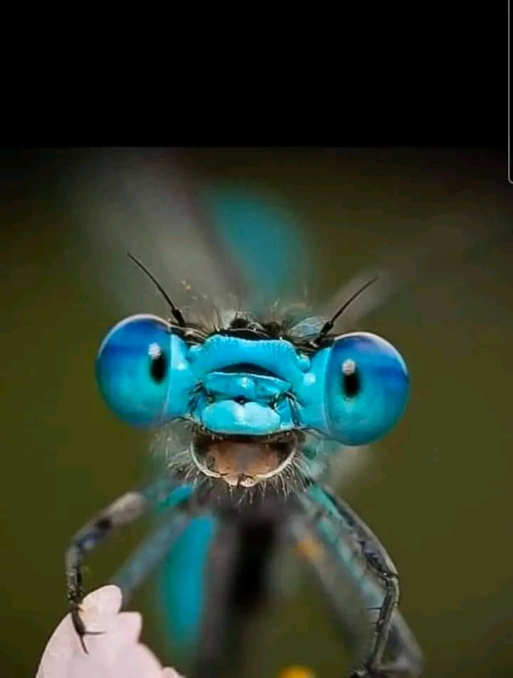 Ezekle1's tweet photo. @AMAZlNGNATURE Dragonfly close up https://t.co/h5kTTjEqkg