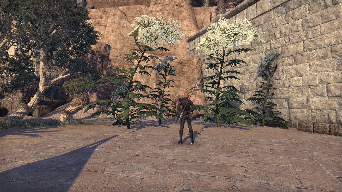 el_shepot's tweet photo. It appears Zanil sells hogweed this week...
#ESO https://t.co/fkFUkYU8x5