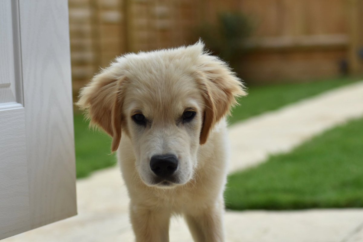 HardyTheGR's tweet photo. 6 years ago today, we brought Hardy home 💙 https://t.co/nrN5DX4g6b