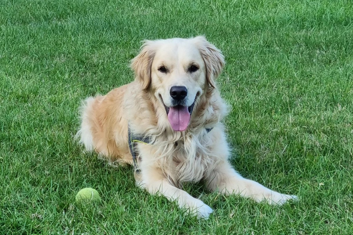 6 years ago today, we brought Hardy home 💙