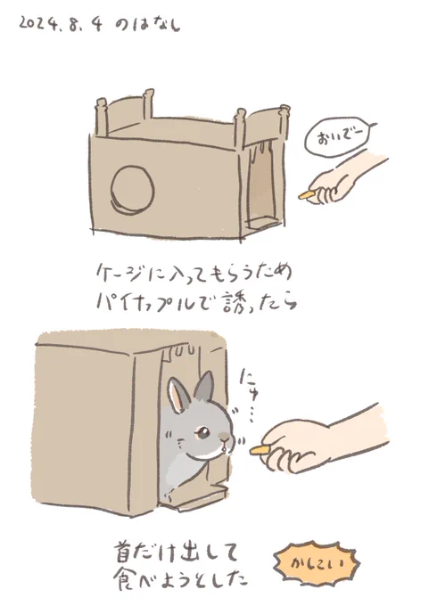 かしこい!

#うさぎのいる生活 