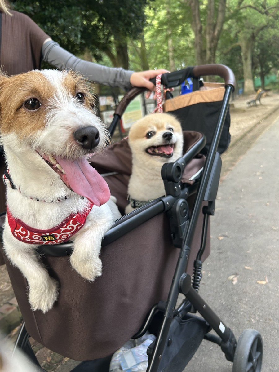goe0606's tweet photo. 縁あって、ウチに来た保護犬ジャックラッセルの【マメ太】！
日が増すごとに笑顔が増えてワンコらしさが増してくる！！
ウチに来たからには、楽しい時を知って欲しい！！ごえとの相性も悪くない！！
#ブリーダー崩壊 
#保護犬 https://t.co/hjmYcW0QuC
