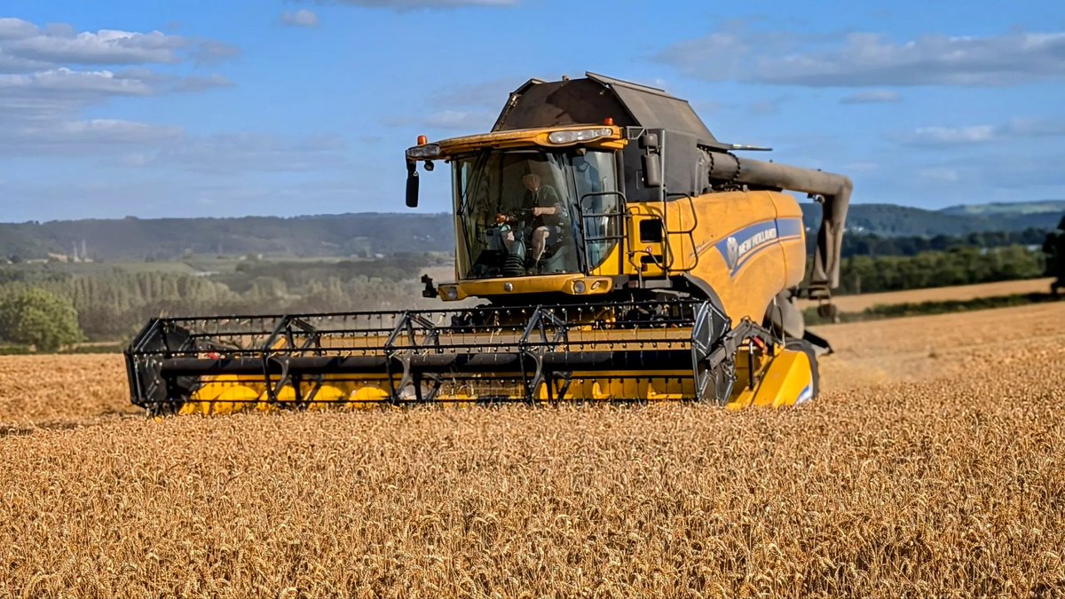 Munching through some more wheat yesterday.